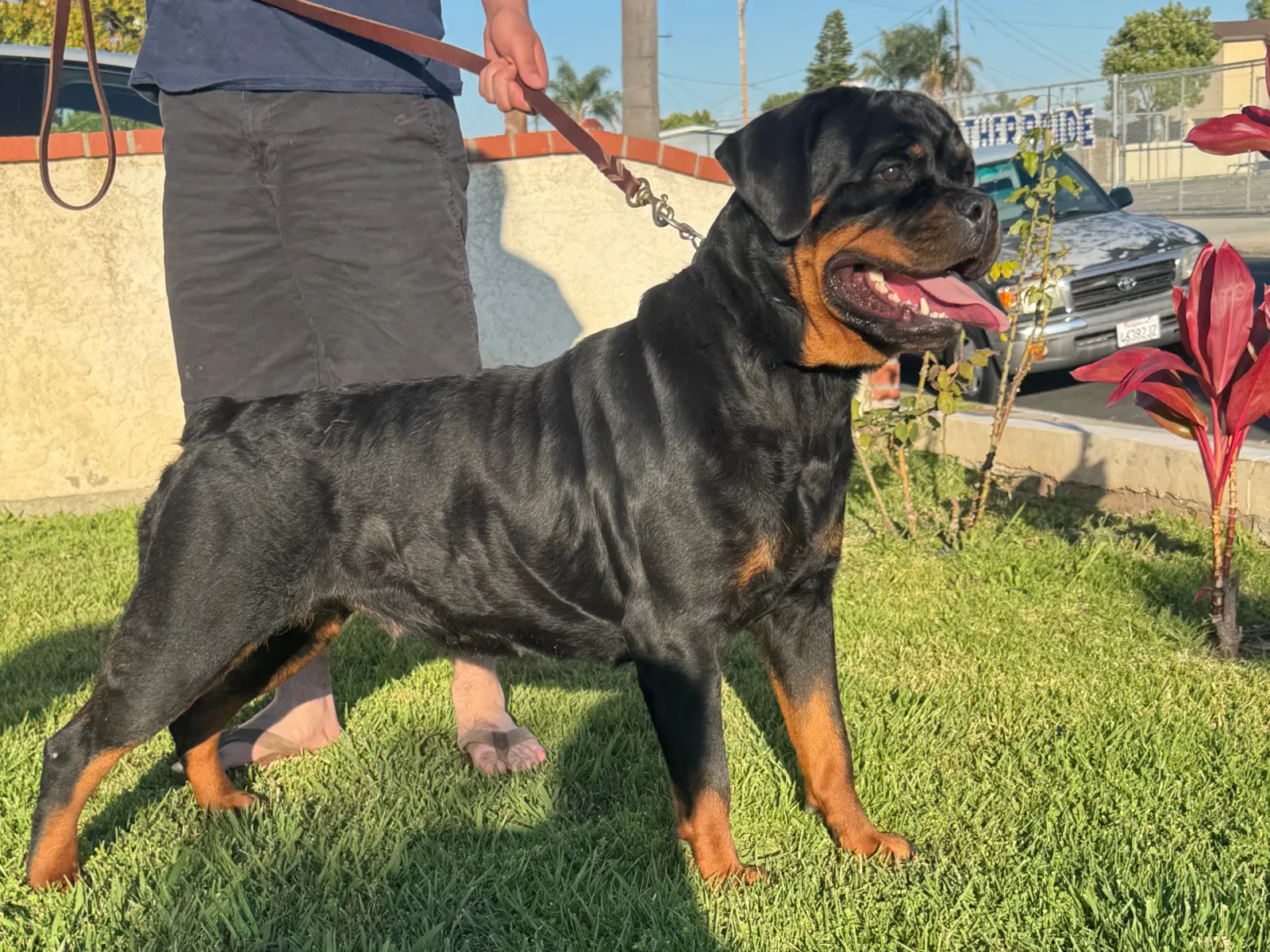 Lili — AKC Serbian bloodline Rottweiler dam at VomBandaHause in Southern California