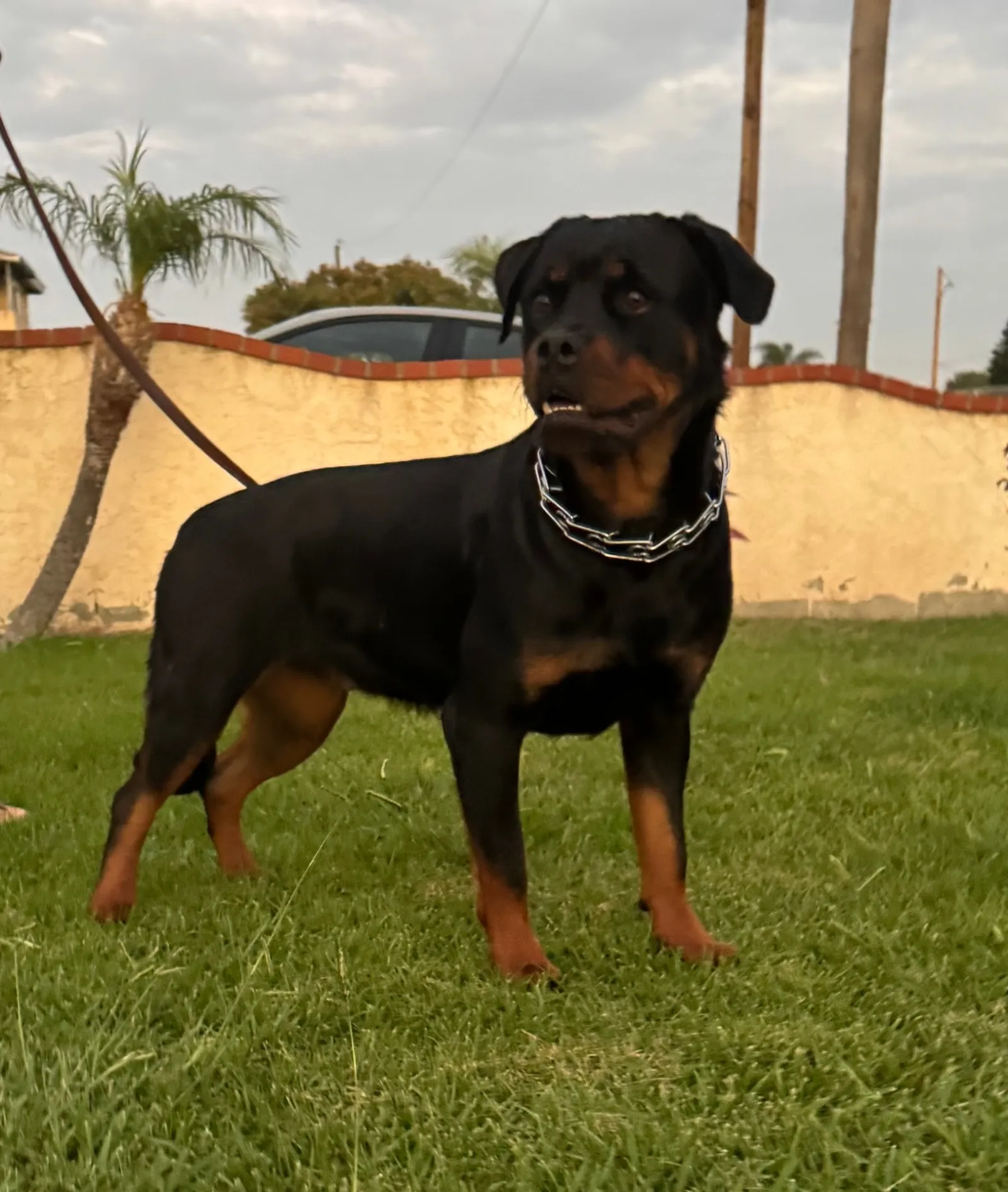 Nikki Vom Banda Hause — AKC Rottweiler available in Southern California