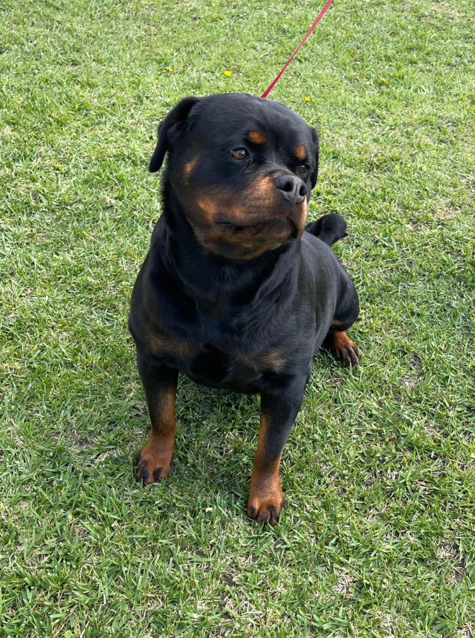 Sasha Vom Banda Hause — AKC Rottweiler available in Southern California