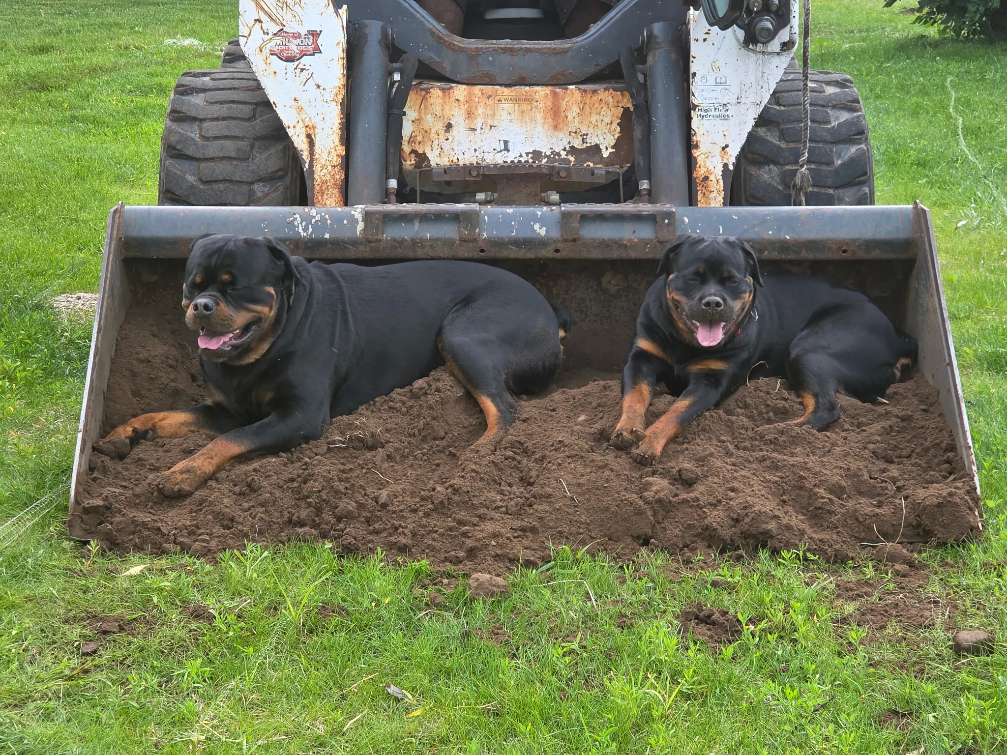 Ghost and Mzimu — two VomBandaHause Rottweilers from different litters, raised together