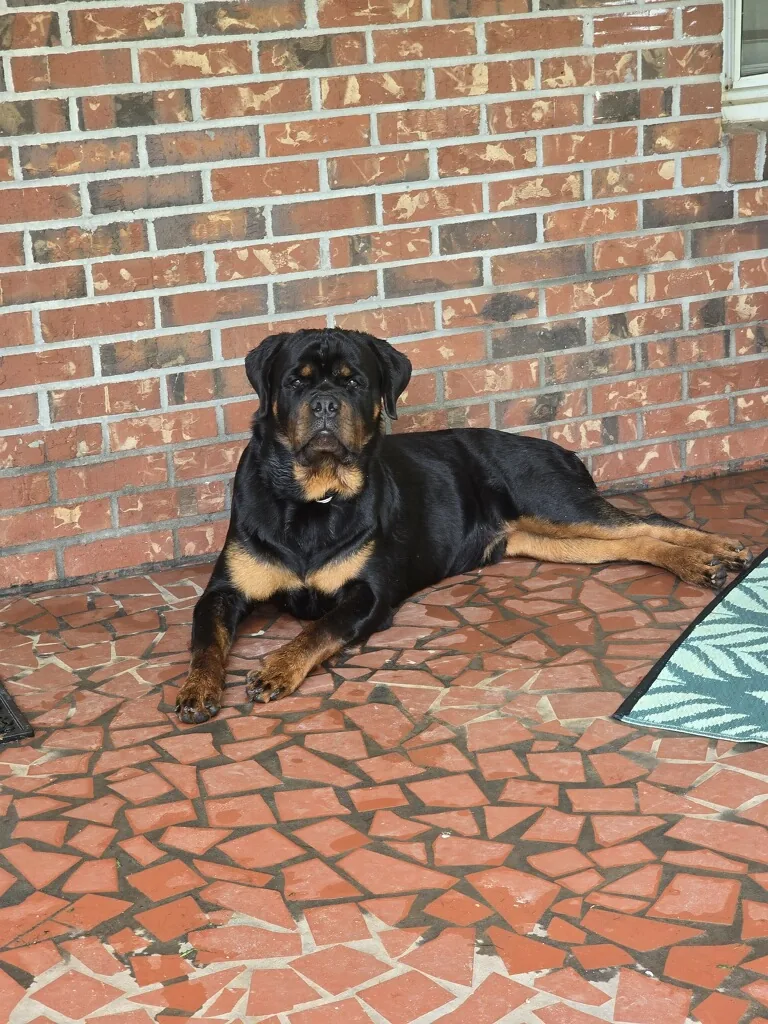 Rocco — a VomBandaHause Rottweiler from the Lily × Hercules litter, placed in Georgia